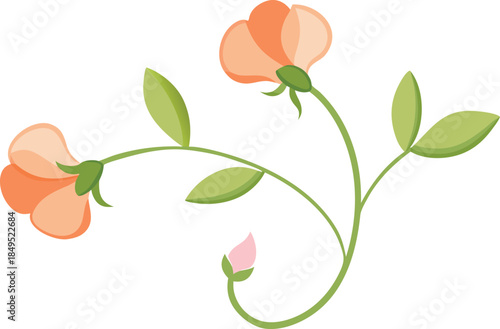 Delicate orange sweet pea flowers with green leaves and bud