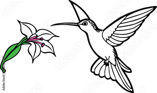 Hummingbird feeding on a white flower with green stem