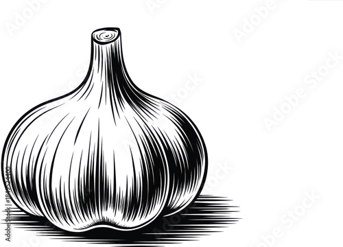 Hand Drawn Garlic Bulb Illustration in Black and White Vintage Engraving Style for Food and Botanical Design.
