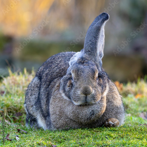 Ein liegendes Kaninchen frontal mit einem abgeklappten Ohr