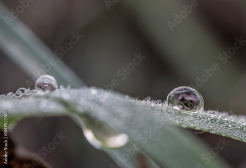 dew on the grass