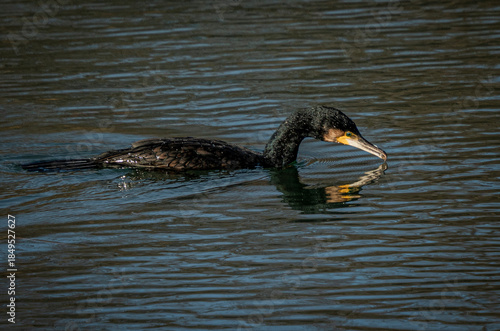 great crested grebe