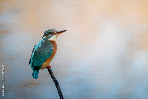 lilac breasted roller