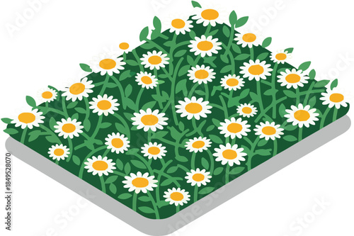 Vibrant daisy flowers in lush green field with white background