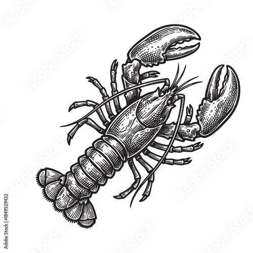 Lobster Crustacean Seafood Engraving