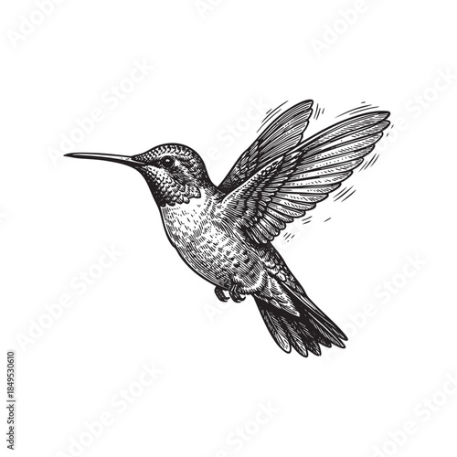 Vintage Hummingbird Flying Bird Engraving