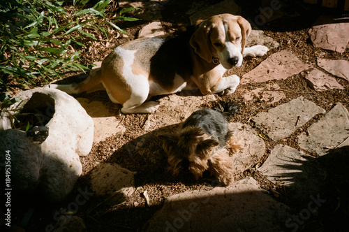 Two dogs are resting on a stone path. A larger beagle lies on one side while a small yorkshire terrier relaxes nearby. They are surrounded by greenery in a garden setting.Analog film photo.
