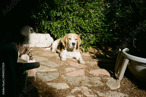 A dog lies quietly on a stone path surrounded by plants. The scene captures natural light hitting the relaxed animal as it rests peacefully on the ground. Analog film photo.