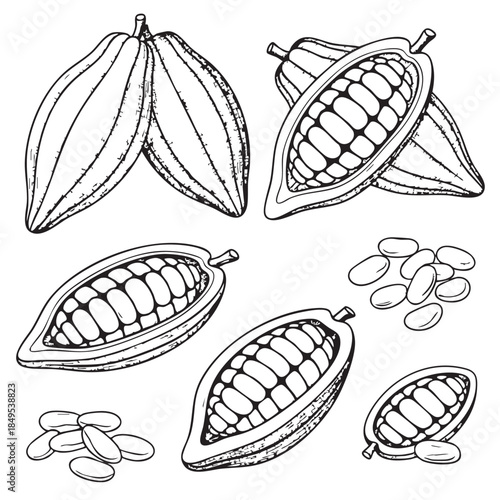 Cocoa Pods and Beans Illustration for Food and Agriculture