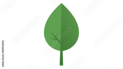 green leaf isolated on white background