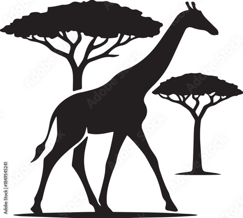  Silhouette giraffe walks near acacia trees vector illustration