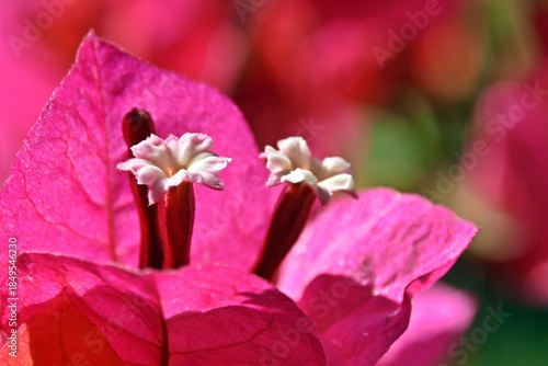 Close up of pink Bougainvillea blossoms