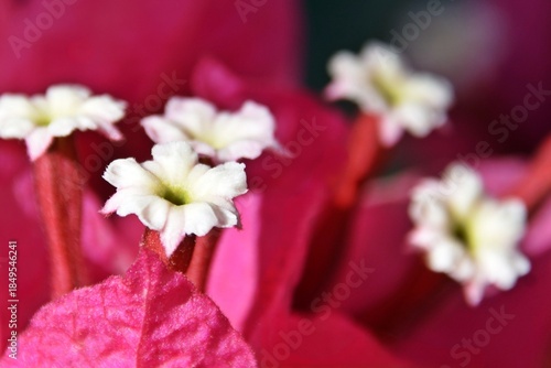 Close up of pink Bougainvillea blossoms