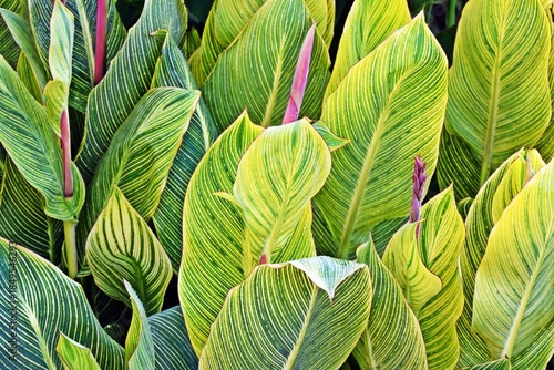 Close up of Canna Lily leaves