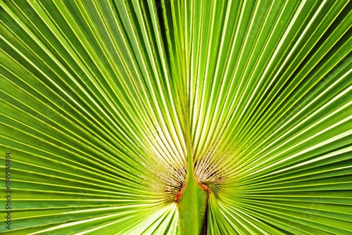 Close up of a fan shaped Palm leaf