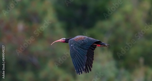 Fototapeta Naklejka Na Ścianę i Meble -  Northern Bald Ibis (Geronticus eremita) nest in the rocky areas of the rehabilitation and breeding center on the banks of the Euphrates River in Birecik District of Şanlıurfa, Turkey, and live in the 
