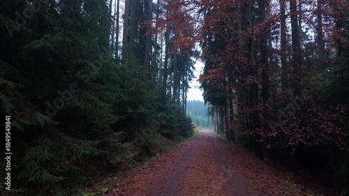 Morning walk through an autumn forest covered in mist with fallen leaves underfoot and calm quiet movement