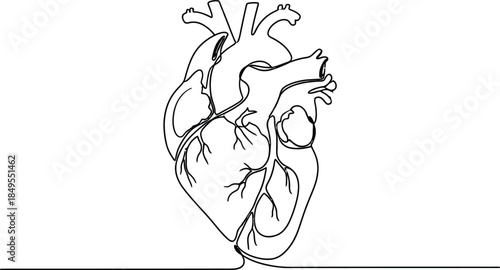 Anatomical Human Heart Continuous One Line Drawing Illustration