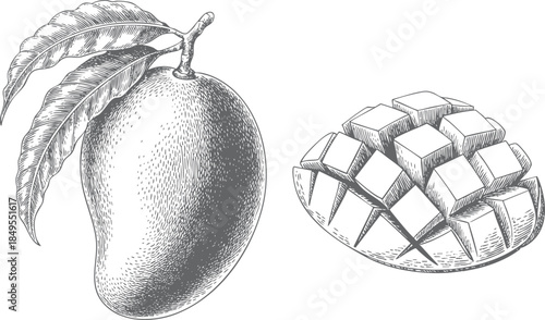 Vintage hand engraved mango fruits with sliced segments.
