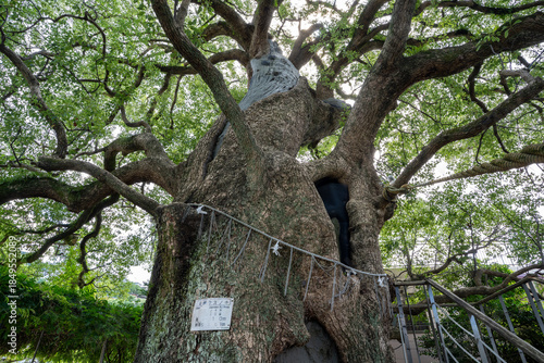 山王神社の被爆クスノキ（長崎市）