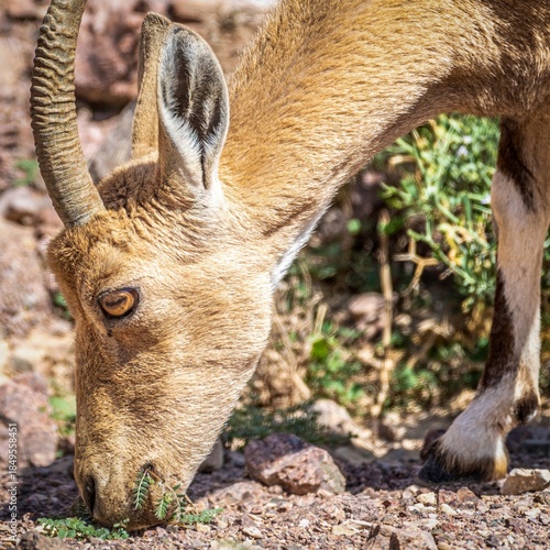 High resolution close up color portrait of a single young mountain goat in the wild- Israel