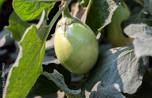 Organic Eggplant or Brinjal Hanging from Its Plant in a Vegetable Farm