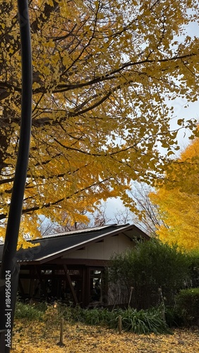 Ginkgo trees in December at Ueno Park, Tokyo, Japan.