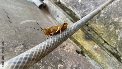 close up brown grasshopper