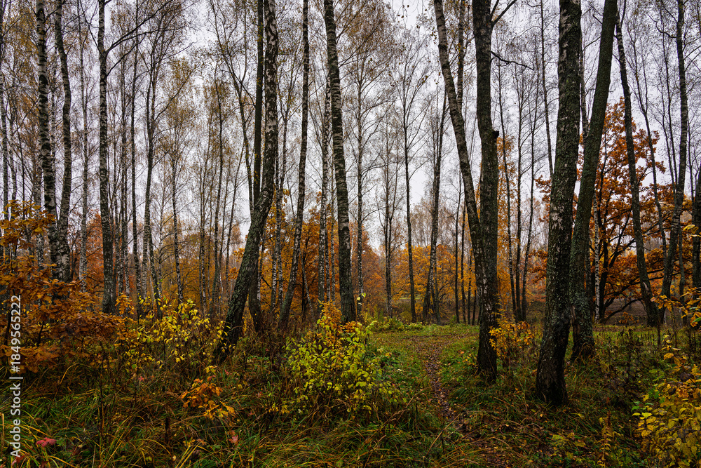 Obraz premium Autumn landscape with colorful trees and water on cloudy day. Scenic fall forest reflection in a still lake for nature photography.