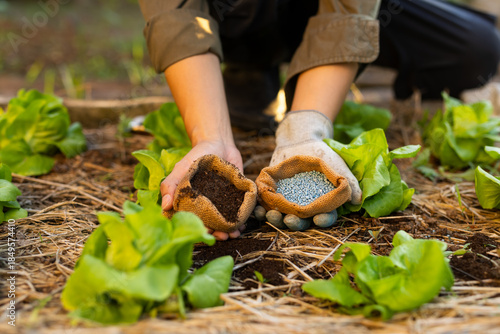 Comparing bio organic and conventional nutrient sources for agricultural transition
