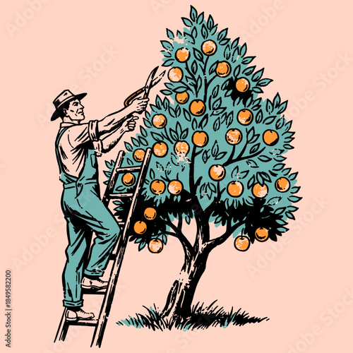 Vintage Farmer Harvesting Oranges on a Ladder. Retro Woodcut Style Illustration of Citrus Picking, Agriculture, and Fruit Harvest.