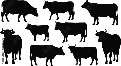 Cow silhouettes collection set farm cattle standing walking grazing isolated on white background agriculture livestock animal vector illustration