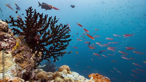 Underwater shot of corals and sponges with a school of purple fish swimming back and forth through frame, blue water background