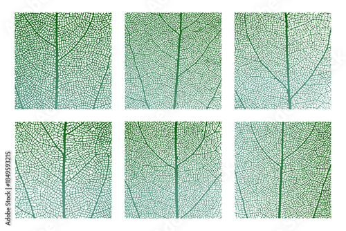 Leaf vein cell skeleton texture abstract background set with close up plant leaf cells structure pattern vector illustration. Macro leaf vein skeleton organic lattice natural foliage texture.