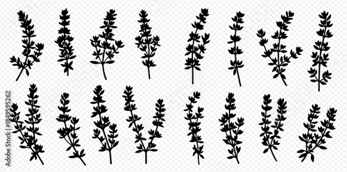 Set of hand-drawn thyme sprigs, black silhouettes on a transparent background, perfect for culinary and herbal designs.