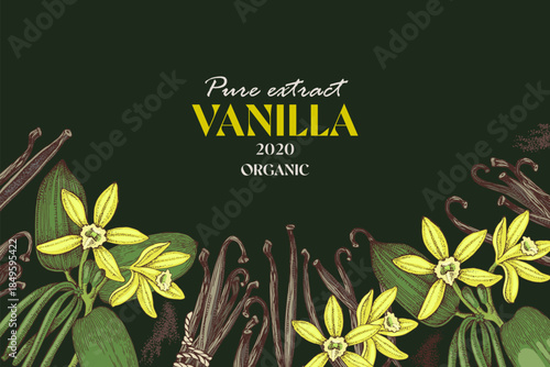Hand drawn vector background with vanilla plant