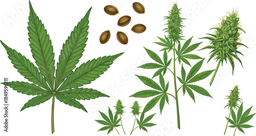 Hand drawn cannabis botanical vector set featuring green marijuana leaves, hemp seeds, and flowering buds for medical, herbal, and legal industry concepts.