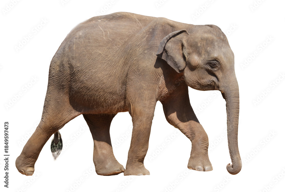 Obraz premium A large elephant walking on a white background