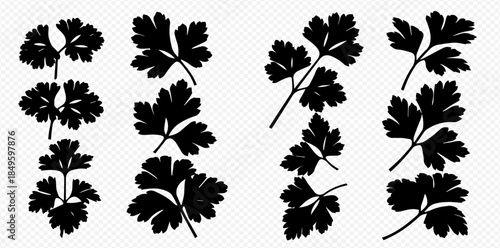 Collection of black parsley silhouettes on a transparent background, perfect for culinary and herbal designs.