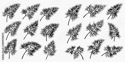 Set of hand-drawn dill branches and leaves isolated on a transparent background, vector illustration.