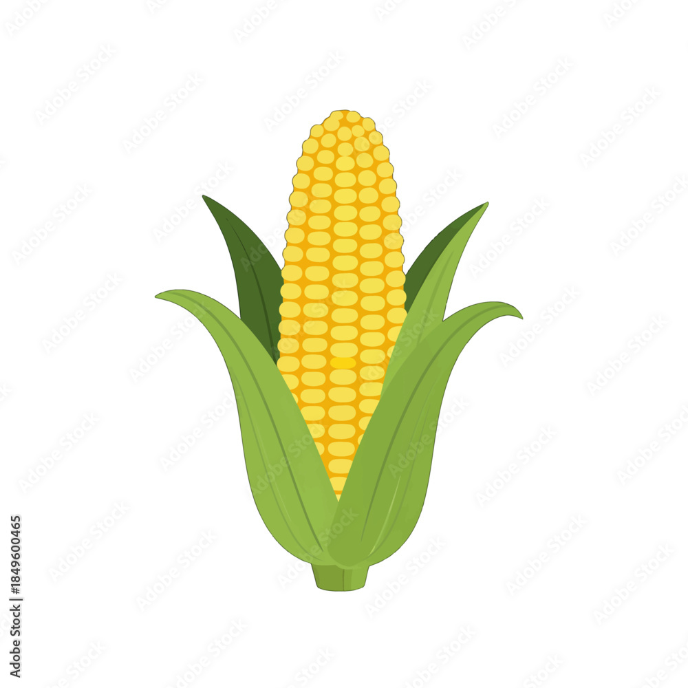 Obraz premium Colorful Corn Cob Vector Illustration
