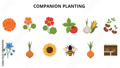 Companion planting diagram showing various plants an insect and planting layout
