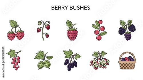 Illustration of ten types of berries and a berry basket
