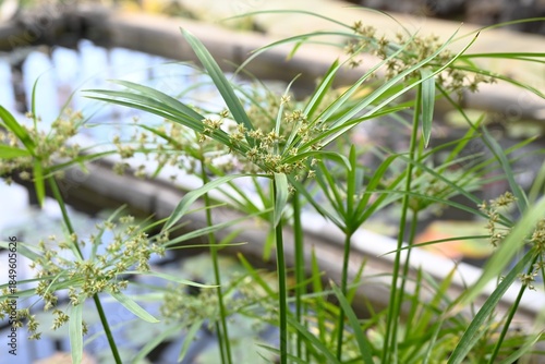 Photography Cyperus alternifolius ( Umbrella papyrus )