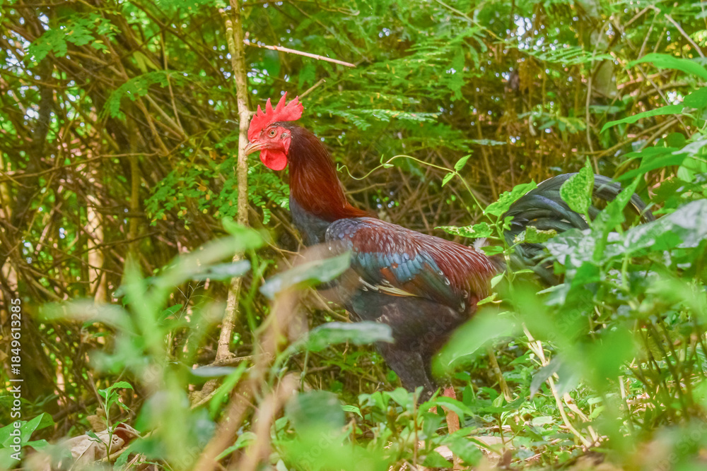 Fototapeta premium rooster in the grass