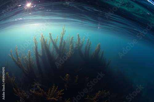 Sunlit Underwater Kelp Forest