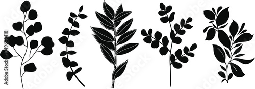 Eucalyptus leaves vector illustration on transparent background