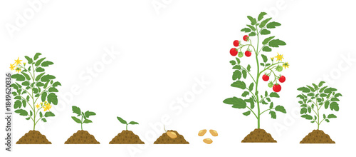 growth cycle of tomatoes in the soil on white background 