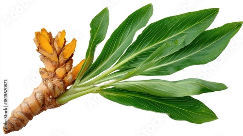 Turmeric rhizome with leaves against a white background.
