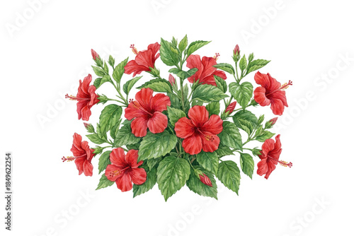 Tropical red hibiscus flowers in full bloom with green leaves. Vibrant floral arrangement of exotic blossoms. Lush garden plants for decoration.